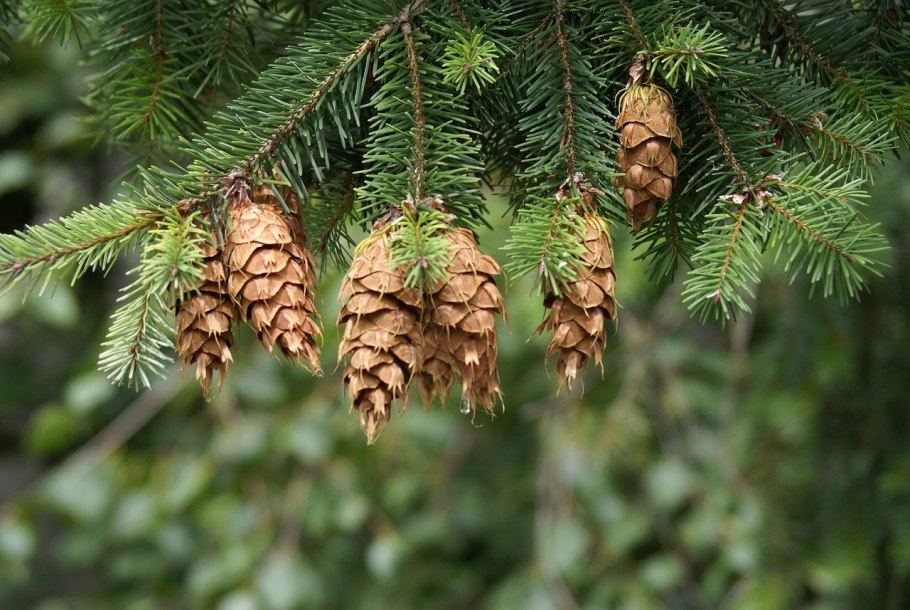 Ель Аянская шишки
