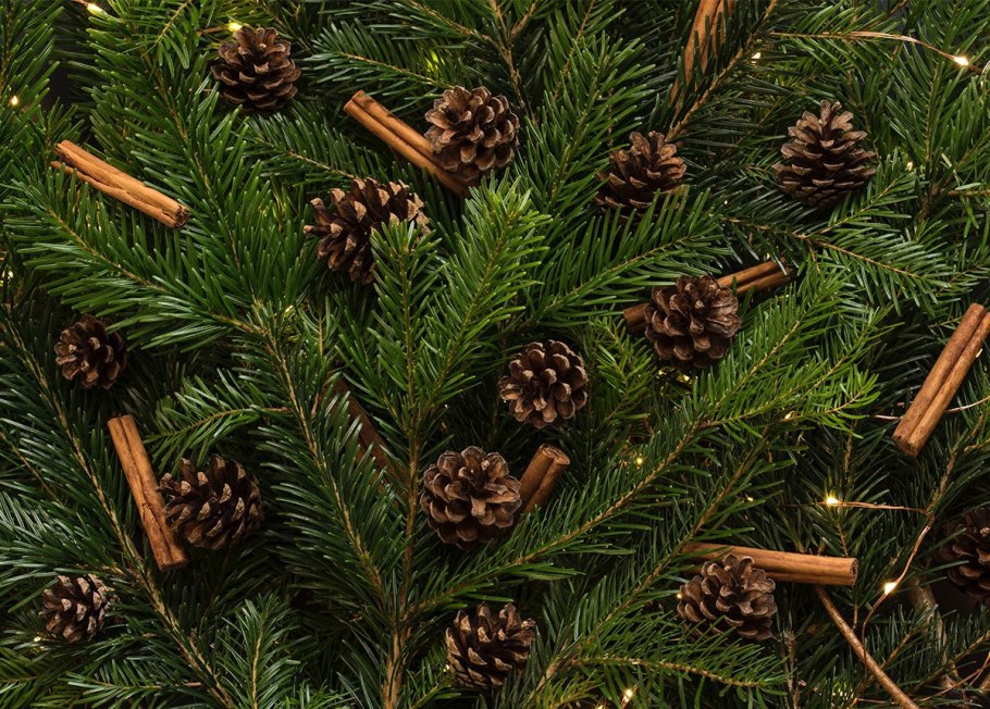 Ель европейская