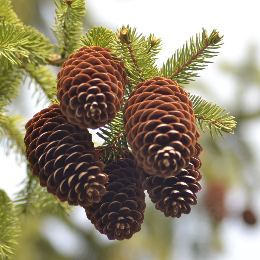 Ель и еловые шишки