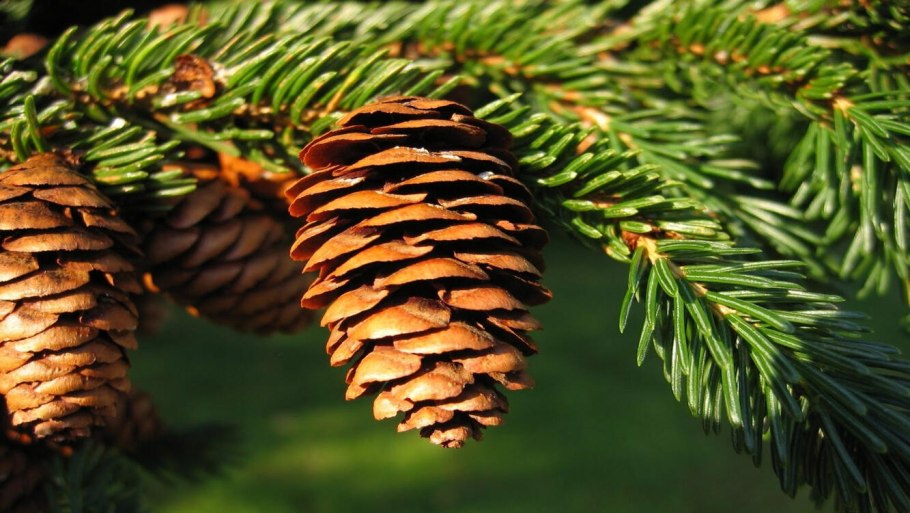 Ель Сибирская шишечки