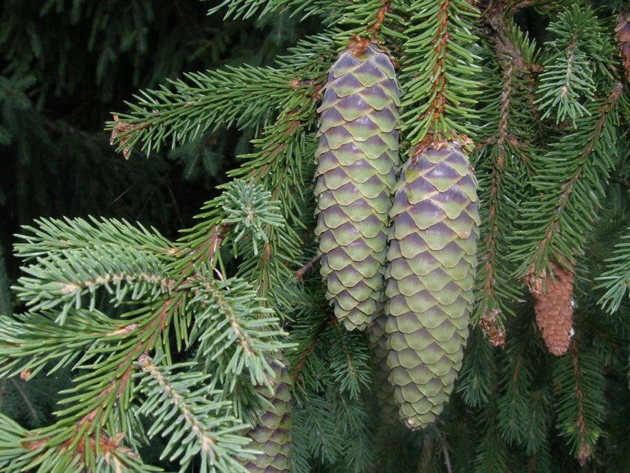 Pinus elliottii шишки