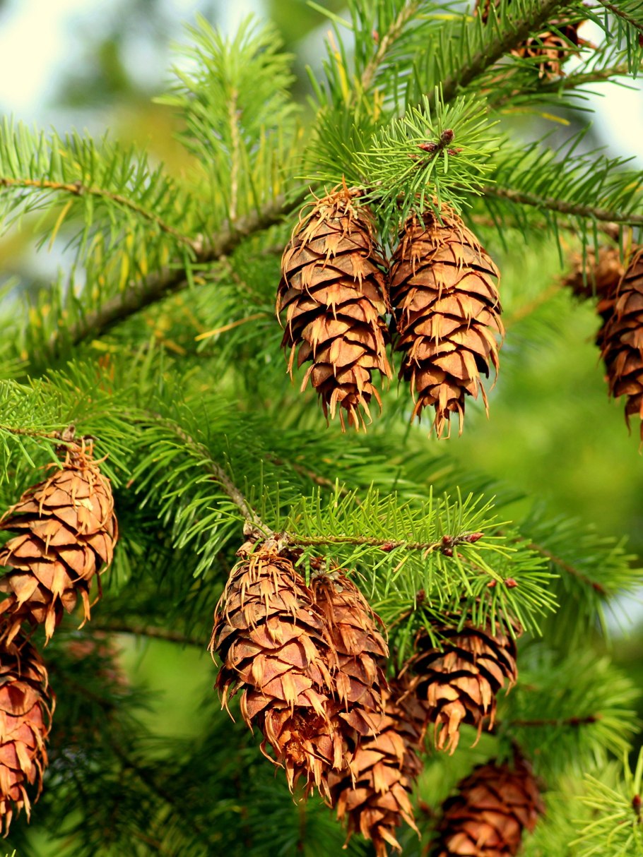 Лес пихта кедр