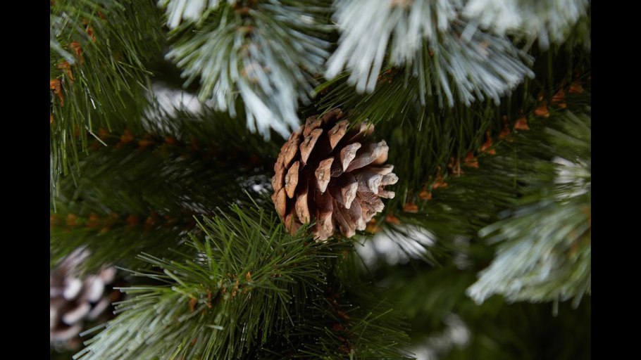 Хвойные деревья сосна