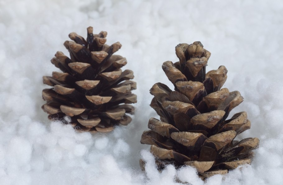 Шишка Еловая и Сосновая