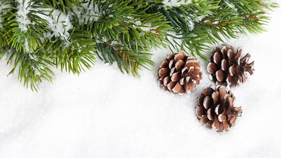 Шишки на дереве