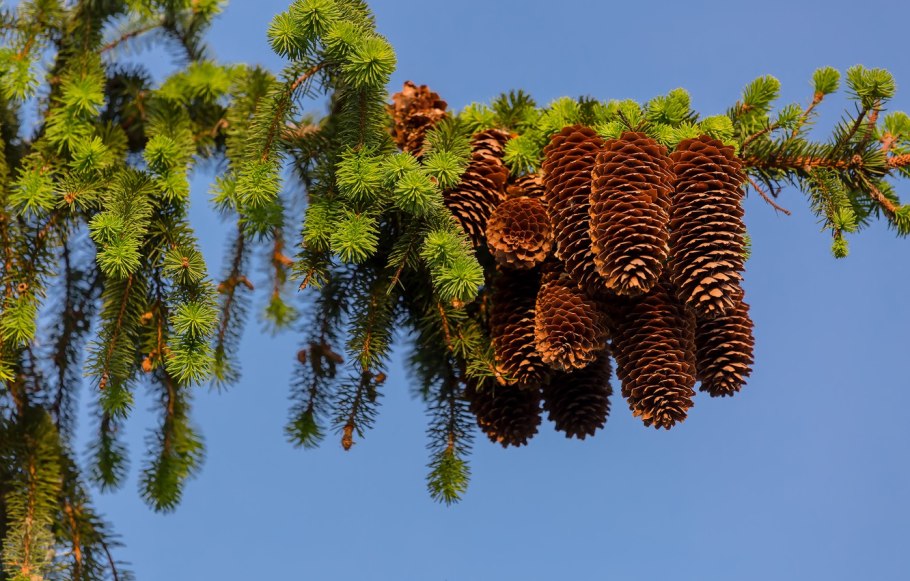 Пихтовая лапка