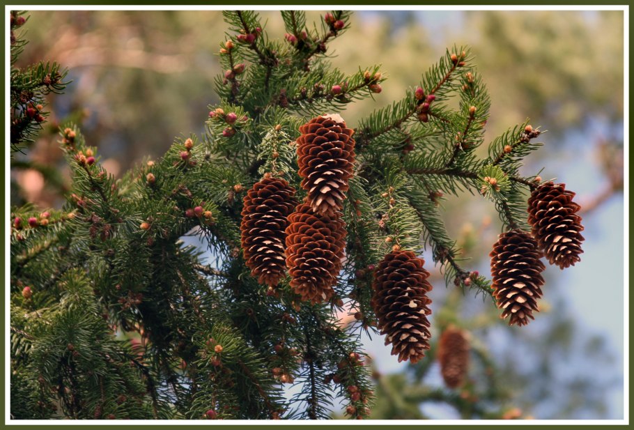 Ель обыкновенная шишка