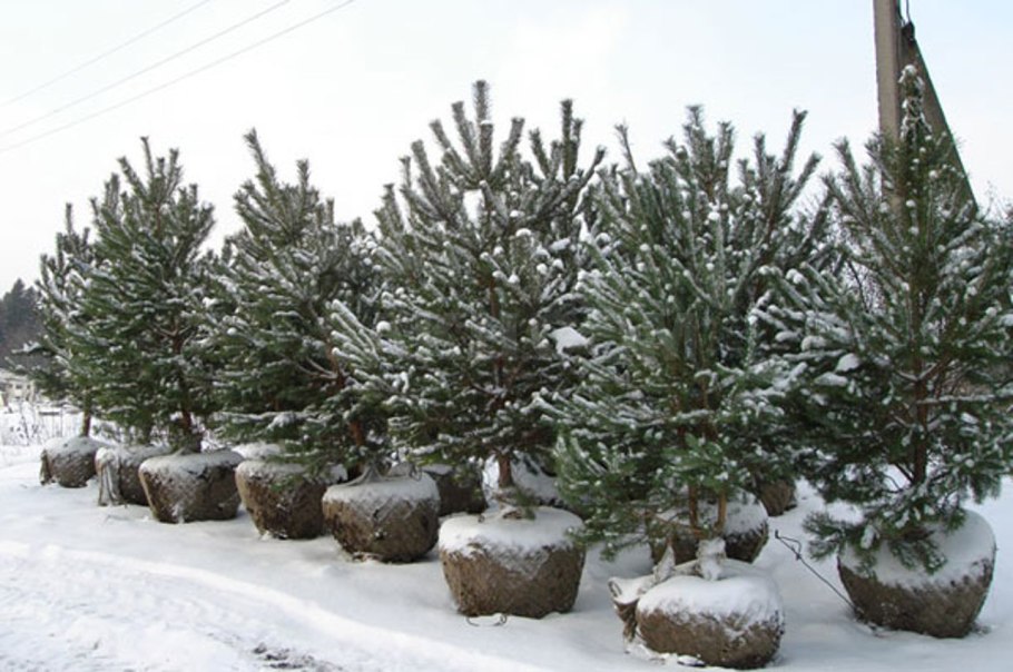Спилили ель в Первомайске