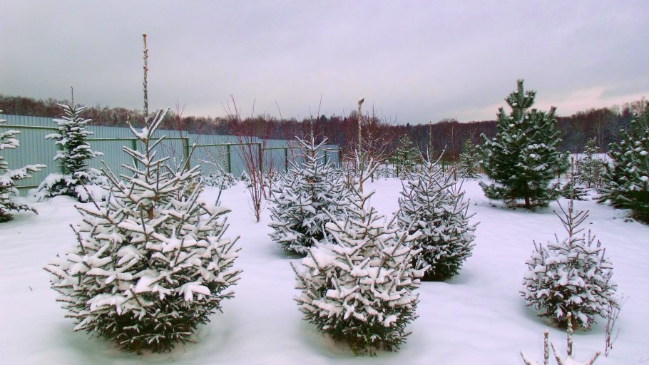 Сеянцы сосны замерзшие