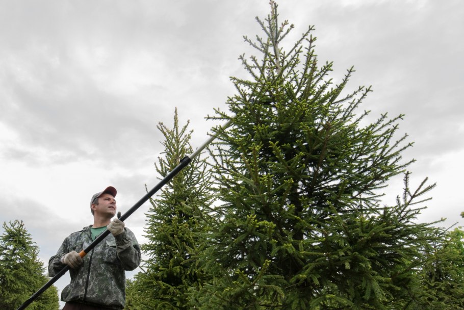 Пихта Фразера