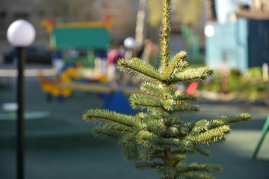 Посадка крупномеров сосны