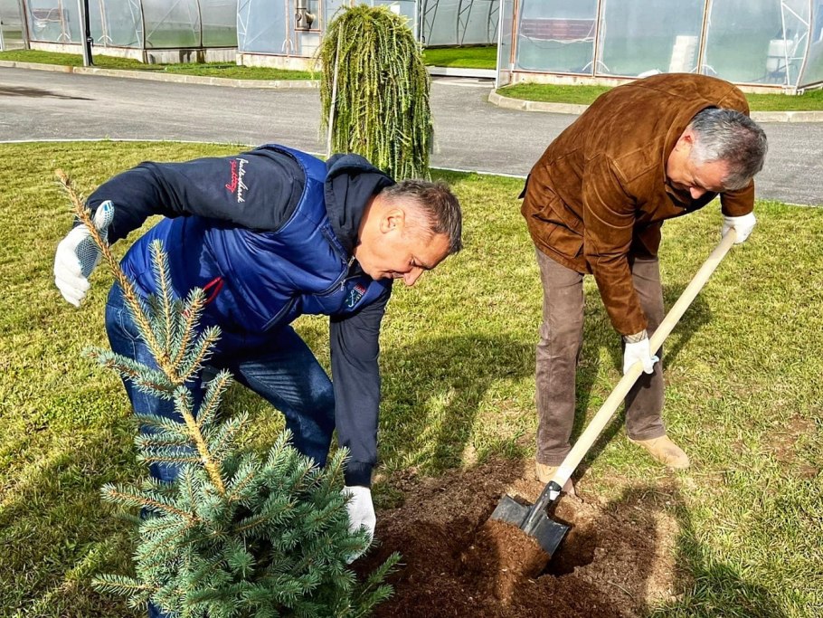 Высадка деревьев Новосибирск