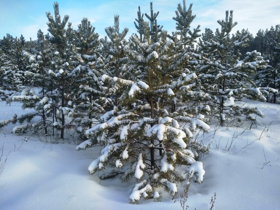 Большие и маленькие ели