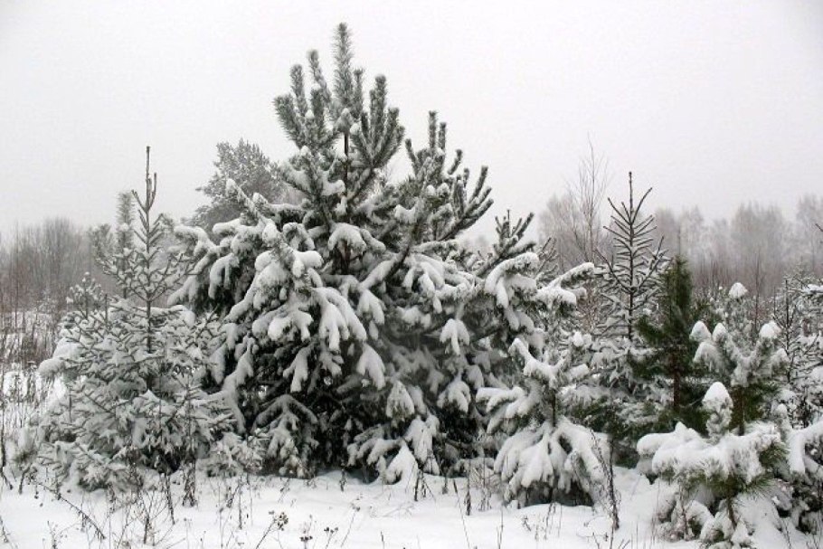 Лесовосстановление саженцы