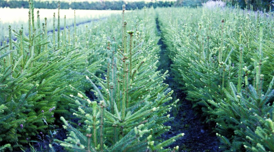 Хвойный Молодняк