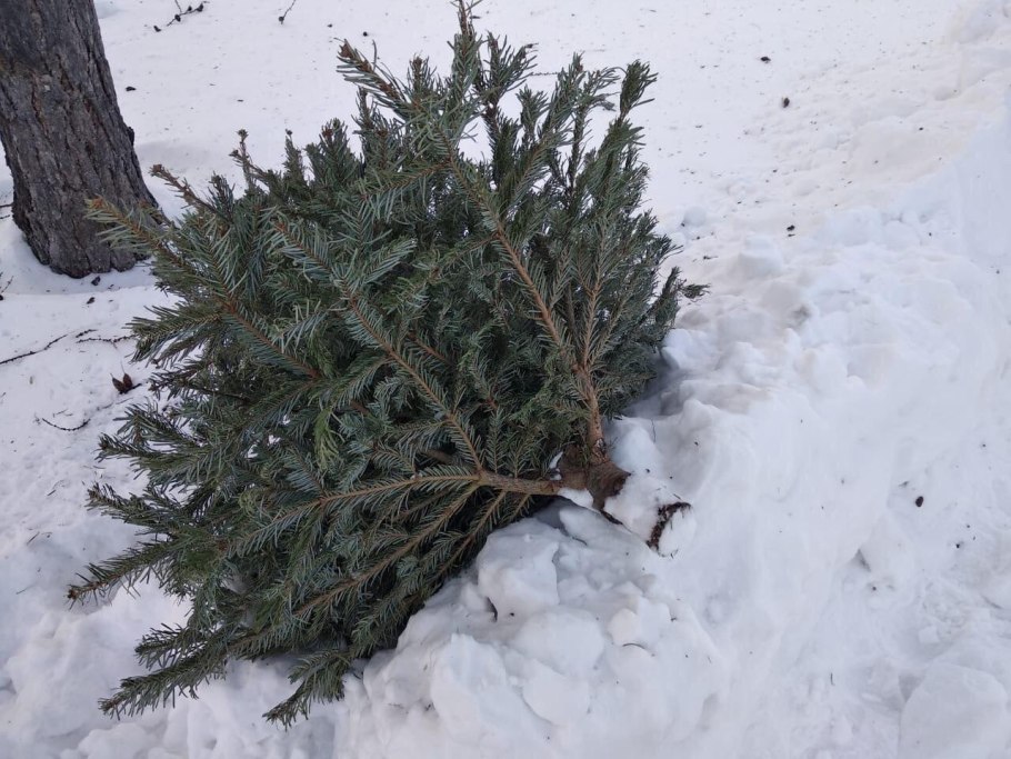 Посадка голубой ели