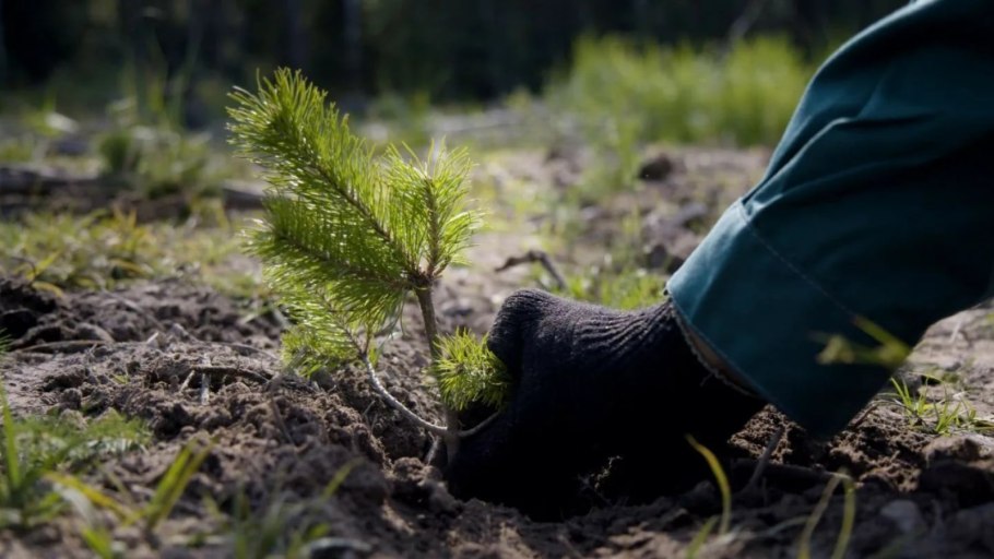 Маленькая ель в лесу