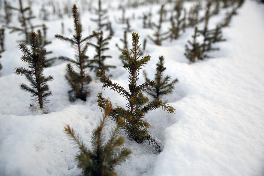 Посадка крупномерных хвойных