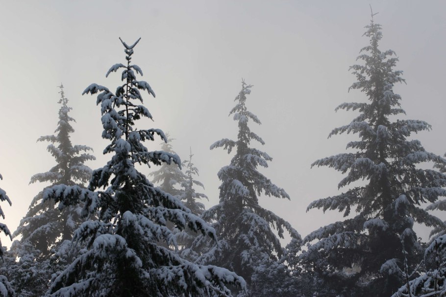 Высадка крупномерных деревьев сосны