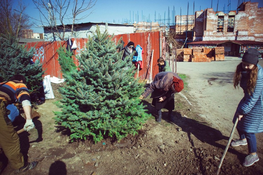 Пересадка хвойных зимой на новое место