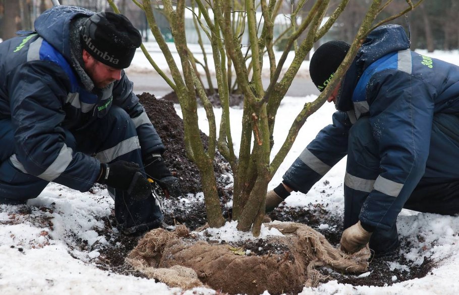 Елка в тайге