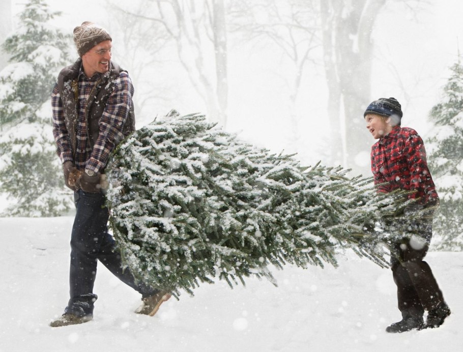Питомник новогодних елок