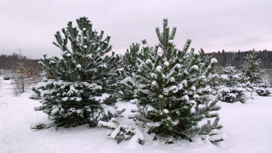 Пересадка крупномеров сосны