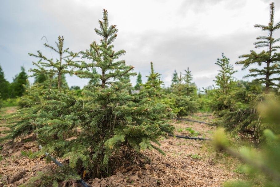 Синие ели в Ульяновске