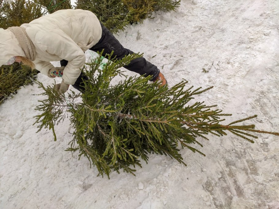 Туя Западная укрытие