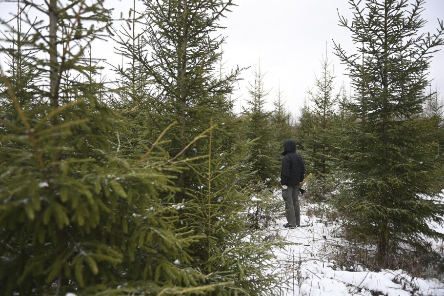 Снегом повреждены зелёные насаждения