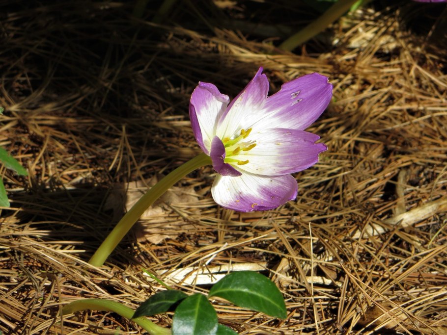 Безвременник анкарский