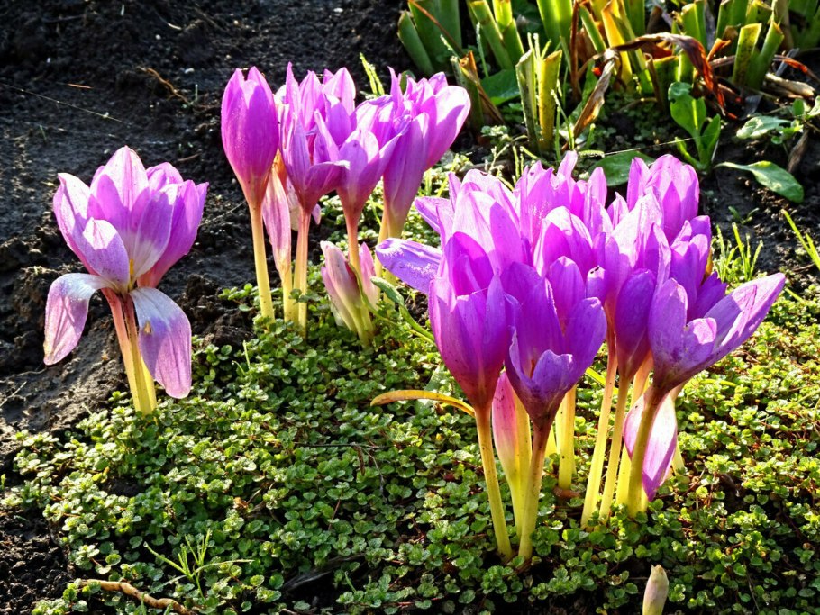 Colchicum speciosum Stev.