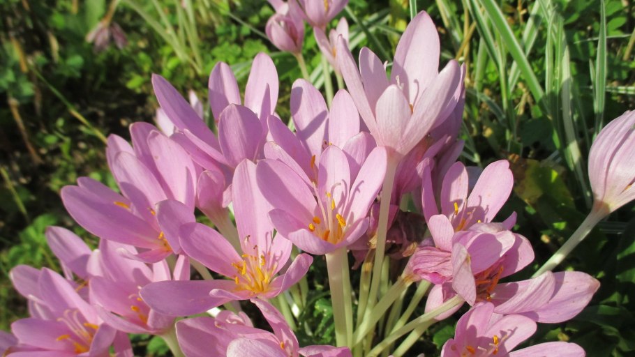 Безвременник великолепный (Colchicum speciosum)