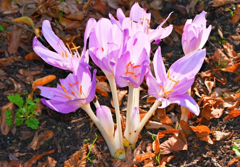 Колхикум autumnale