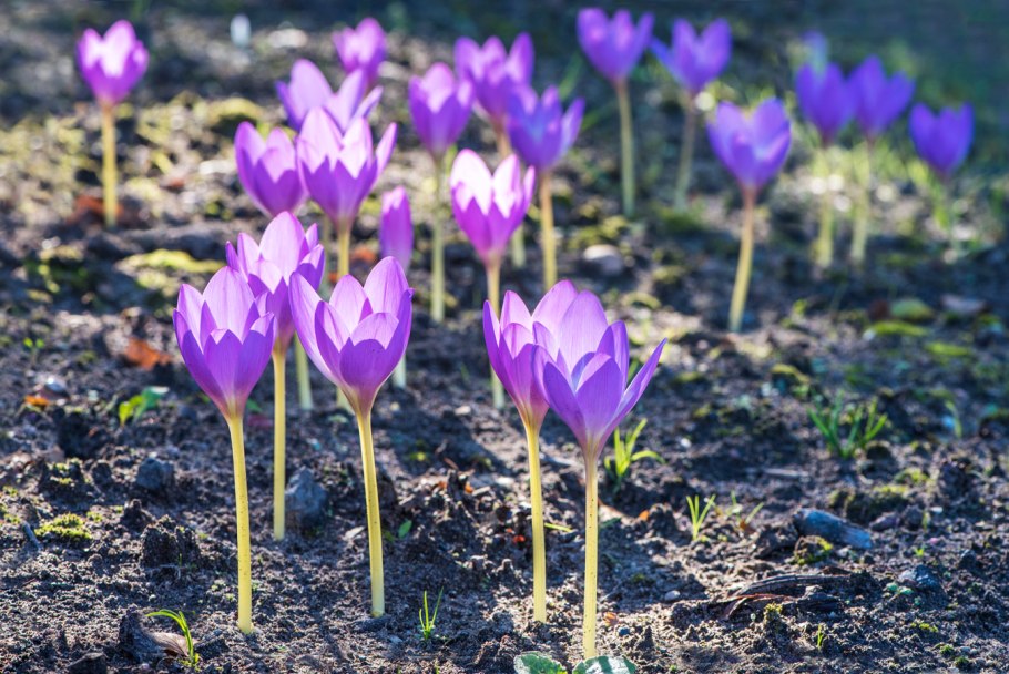 Безвременник Colchicum Harlekijn