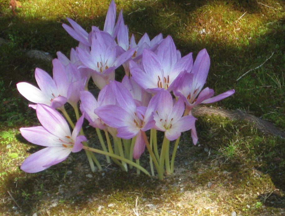 Безвременник регеля Colchicum regelii