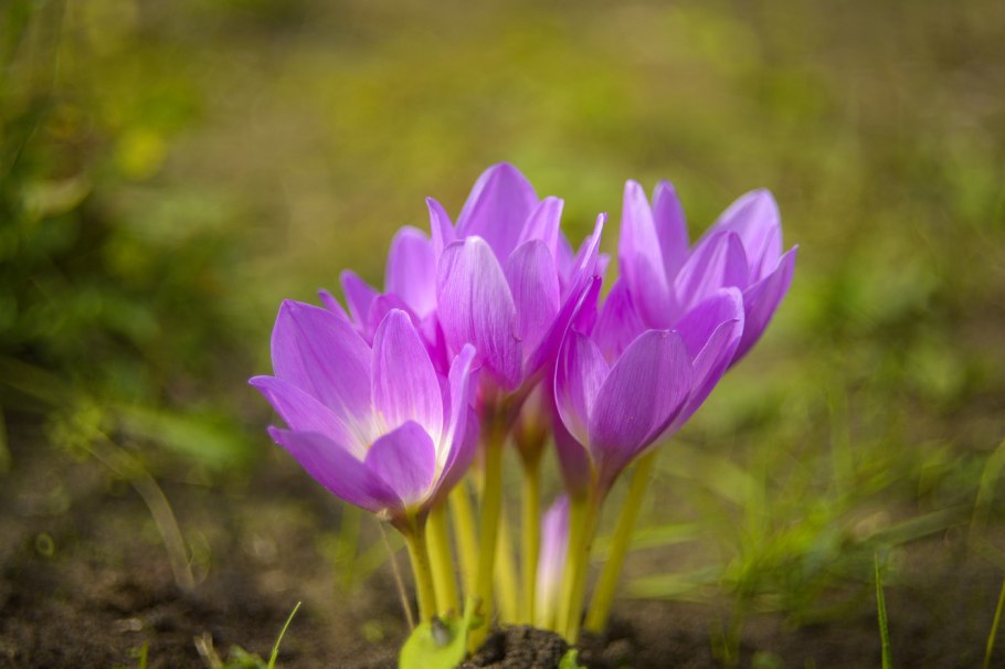 Колхикум (безвременник) speciosum