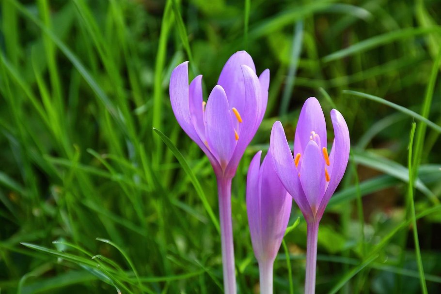 Безвременник (Colchicum)