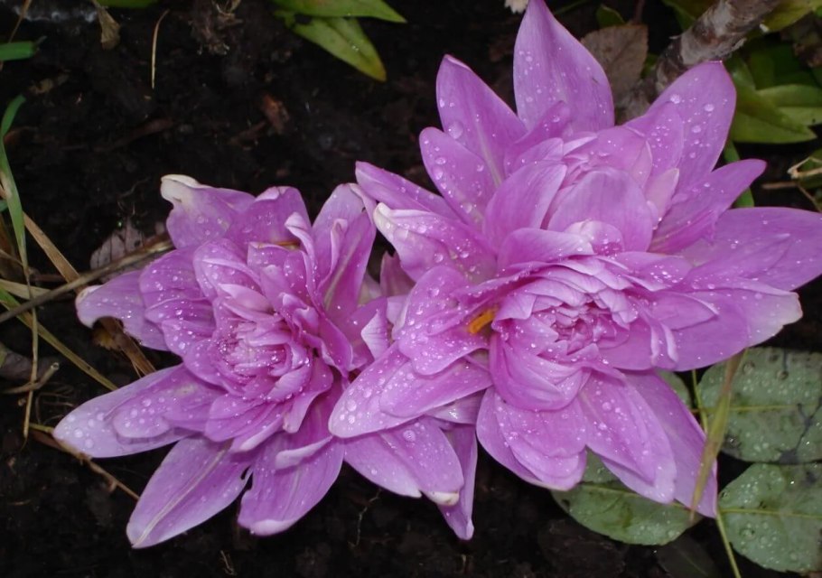 Безвременник великолепный растение Краснодарского края