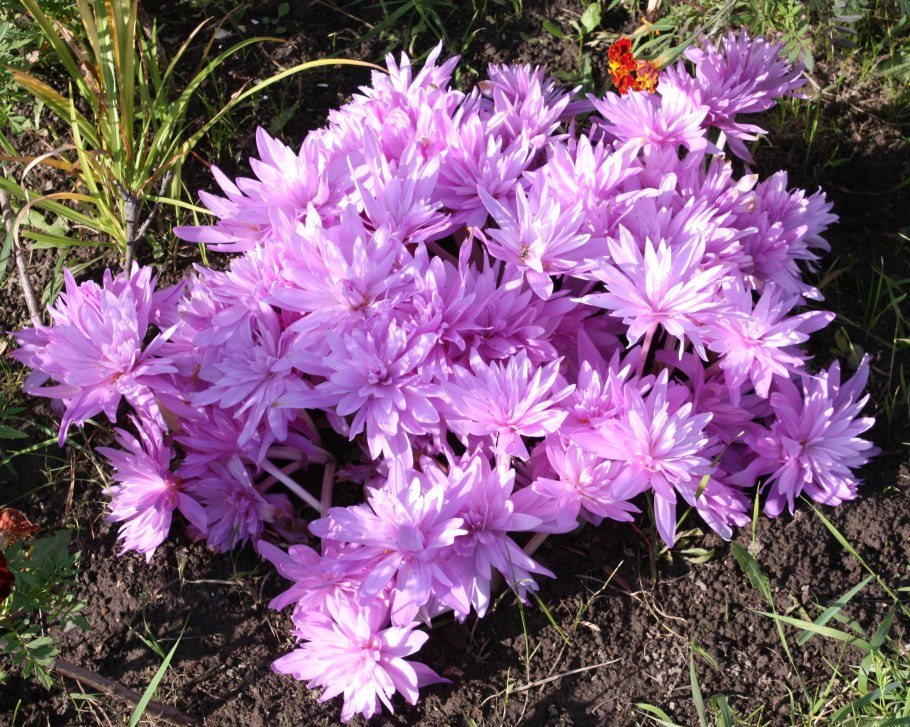 Колхикум безвременник