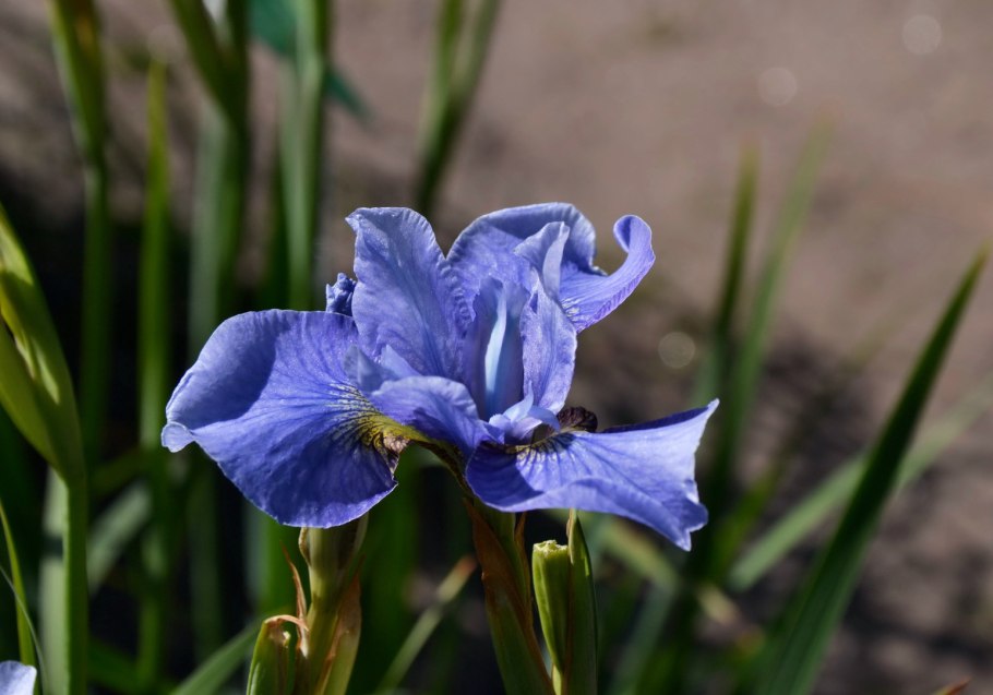 Ирис Сибирский (Iris sibirica `Barcelona`)