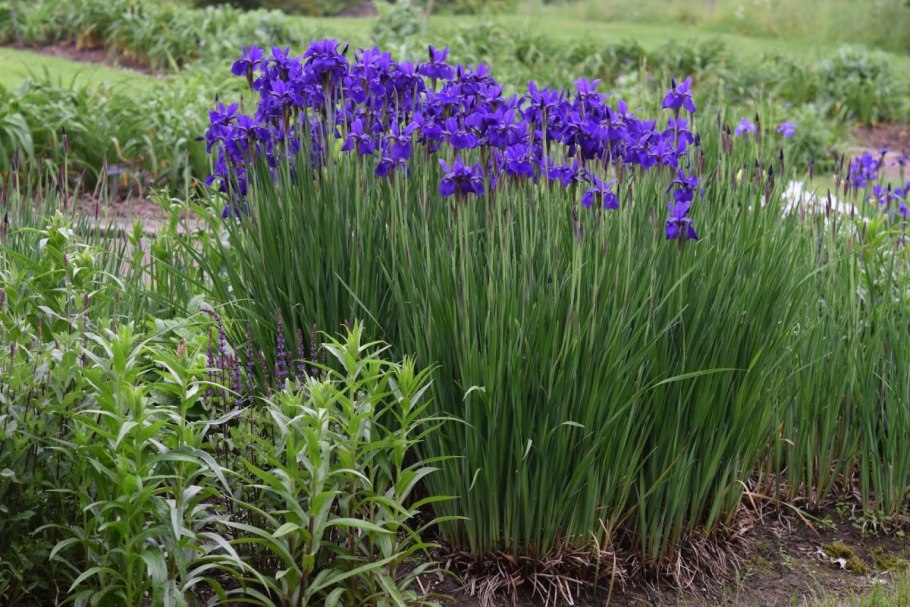 Ирис Сибирский Iris sibirica