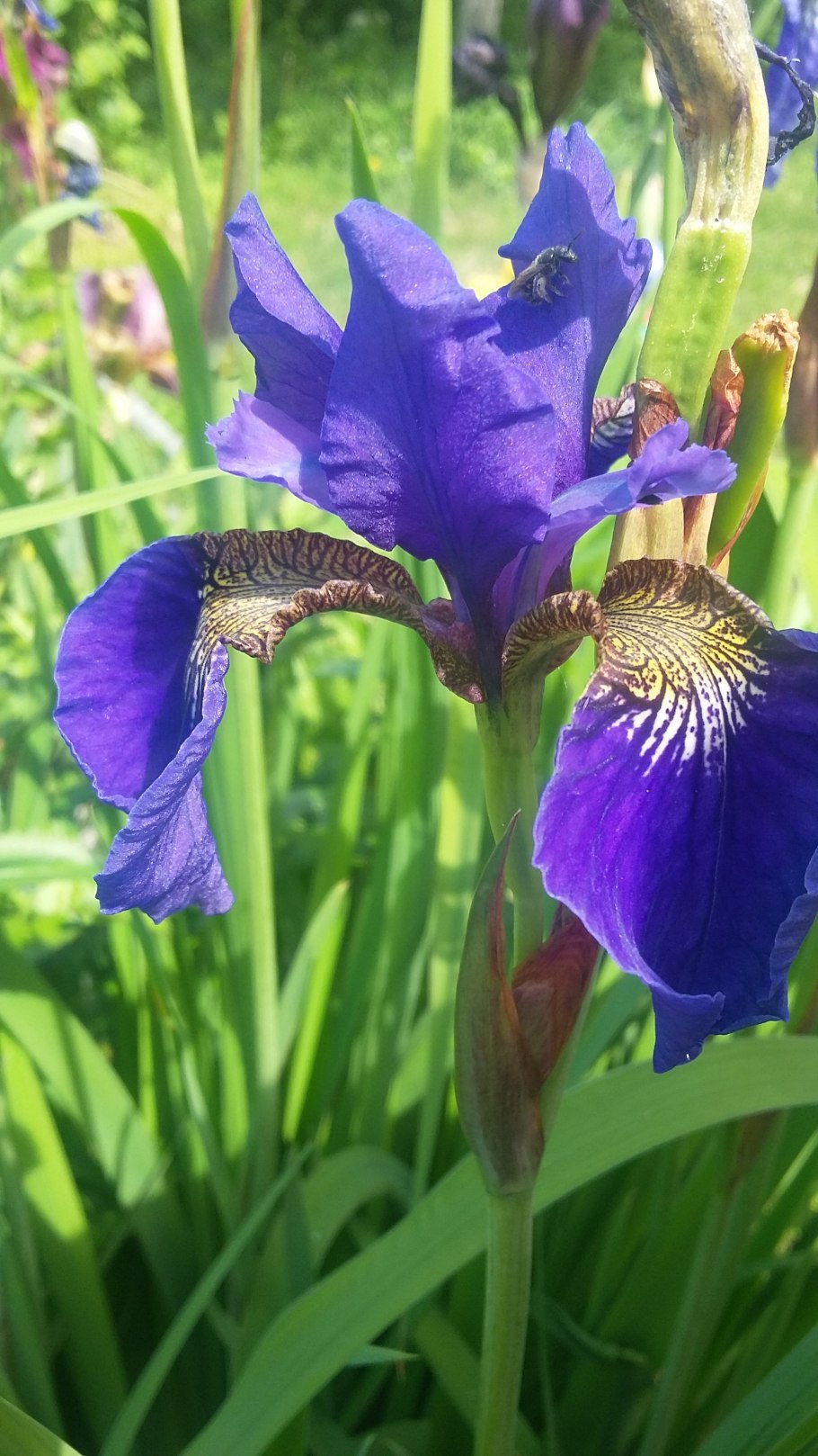 Ирис Сибирский Iris sibirica