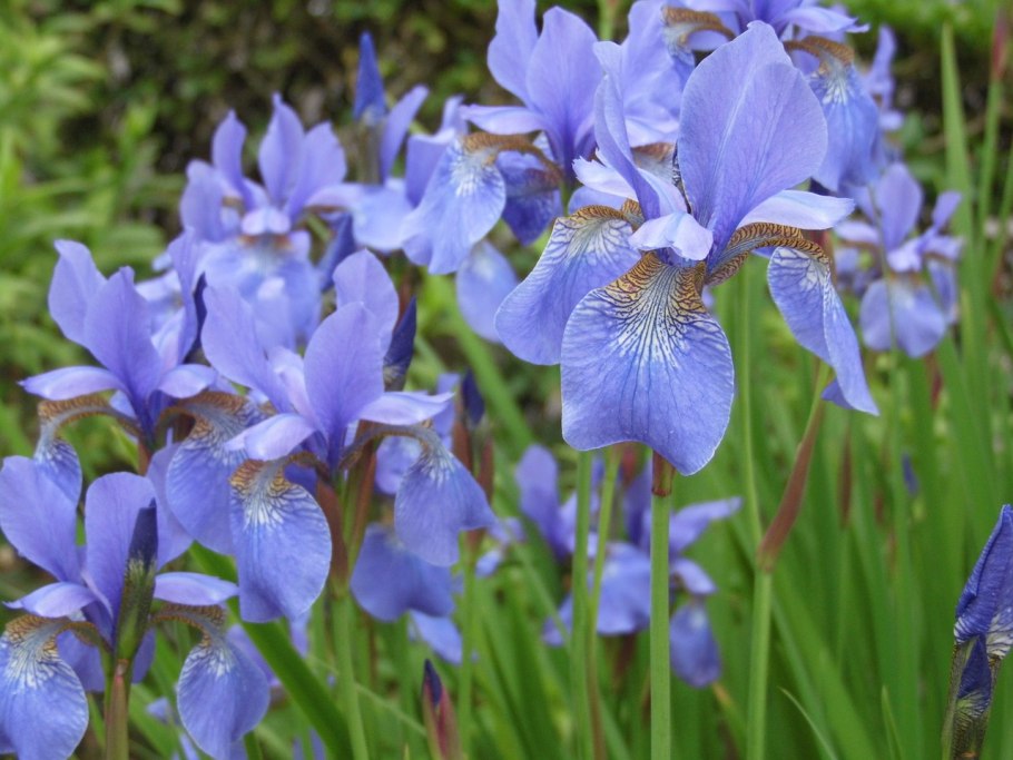 Ирис Сибирский Iris sibirica