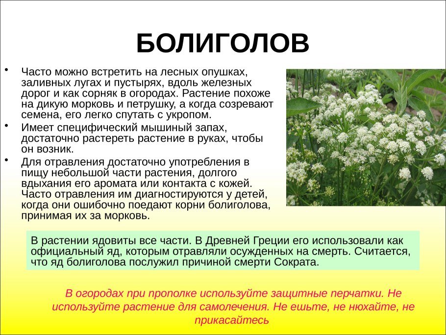 Осторожно ядовитые растения