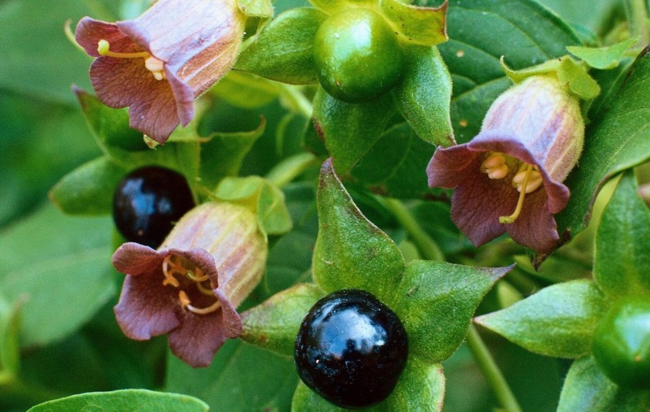 Борщевик Сосновского инфографика