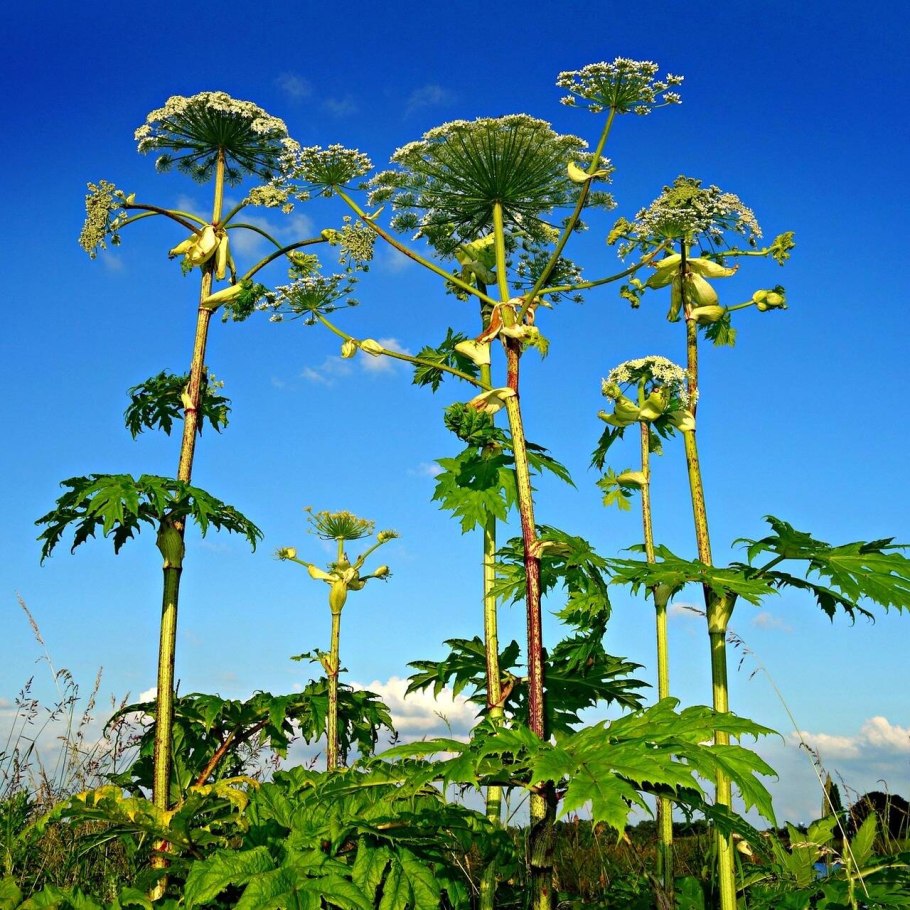 Борщевик Сосновского