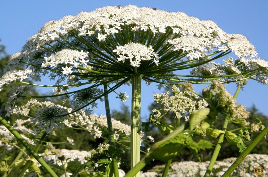 Смертельно ядовитые растения