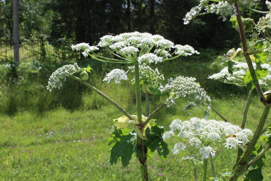 Красавка белладонна цветок