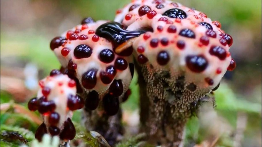 Белена и красавка